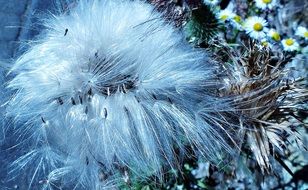 weed seeds on a wild field