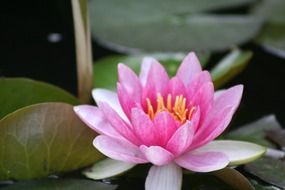 closeup of a filigreed pink water lily