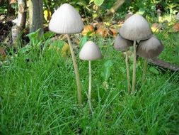 mushrooms fungi in green grass close-up