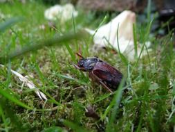beetle deer on green grass
