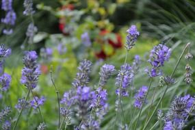 cute purple lavender flowers