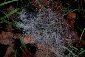 stunningnetwork dew drip grass close