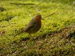 robin on the ground close-up on blurred background
