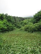 Landscape of Field of lotus and green pine forest