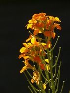 bright orange flowers on a black background