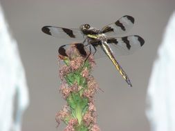dragonfly with striped wings
