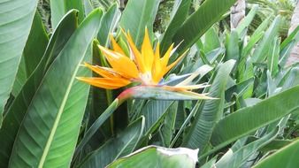 bright yellow flower among large green leaves in tenerife