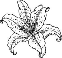 drawing of lily flower