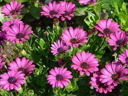 bush with purple gerbera