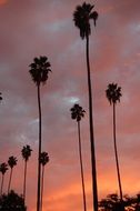 palm trees on a background of orange sunset sky