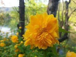 yellow flowers on a background of trees