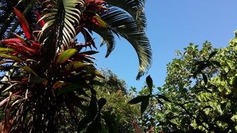 palm trees with green and red leaves