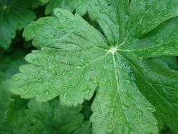 green leaves in the rain closeup