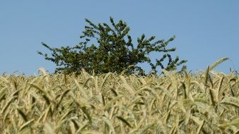 clear blue sky over a field with ears of corn