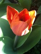 red tulip on flowerbed