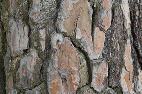 bark tree log