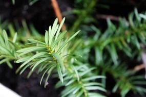 small needles closeup