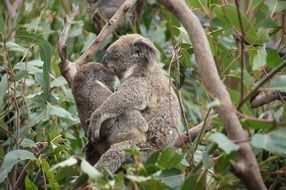 cuddly koalas in Australia