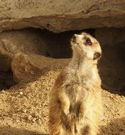 meerkat looking asking, close up