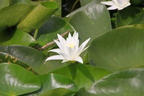 beautiful white flowers of water lily