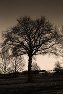 trees without foliage at dusk