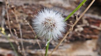 White dandelion in nature