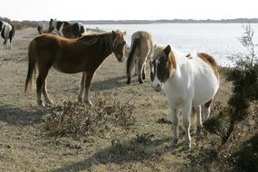 a herd of wild ponies near the pond