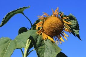 giant sunflower against the sky