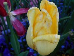 wilted yellow tulip in the flowerbed
