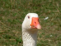 white goose head against green grass on a blurred background