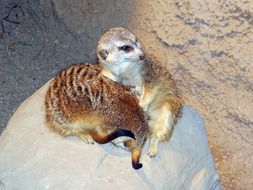 gray meerkats in south africa