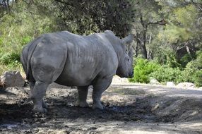 black rhino among nature in africa