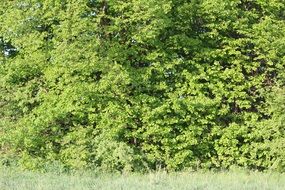 stunning green leaves