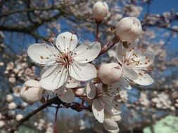 prunus domestica blossom