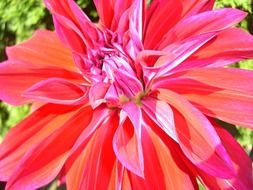 stunning dahlia