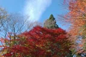 autumnal leaves woods