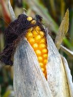 corn on the cob hair closeup