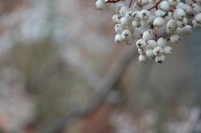 White berries