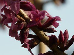 unusual burgundy flowers on a branch