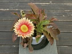 gerbera potted