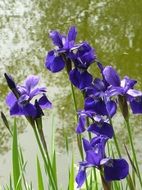 blue irises in front of green pond