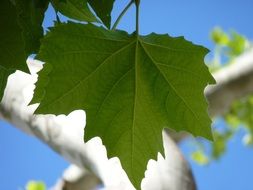 green leaf of a maple on a branch on a blurred background