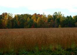 autumn golden field against the backdrop of the forest in October