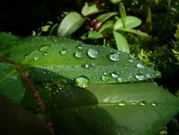 Close-up of the large dew drops on the beautiful green leaves in light and shadow