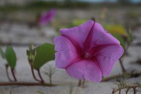 pink flower in sand closeup