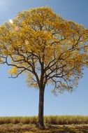 tree with yellow leaves on the field