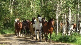 many different horses on a trail among aspens