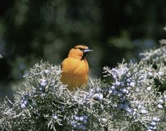 oriole bird on tree