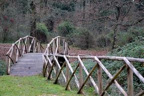 bridge ponte di legno in the forest