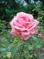 delicate pink rose in the garden